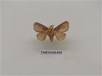 藏品(銀灰帶刺蛾)的圖片